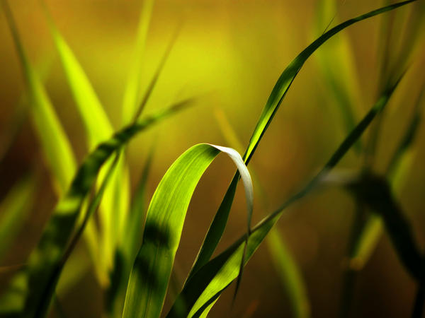 Grass