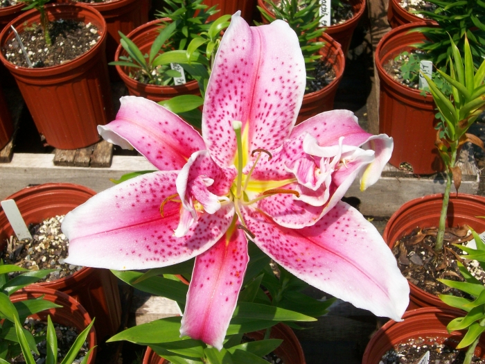 Pink Liliy