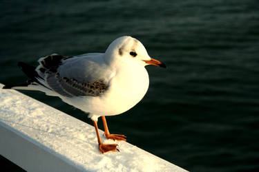 Seagull