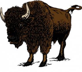 Bison