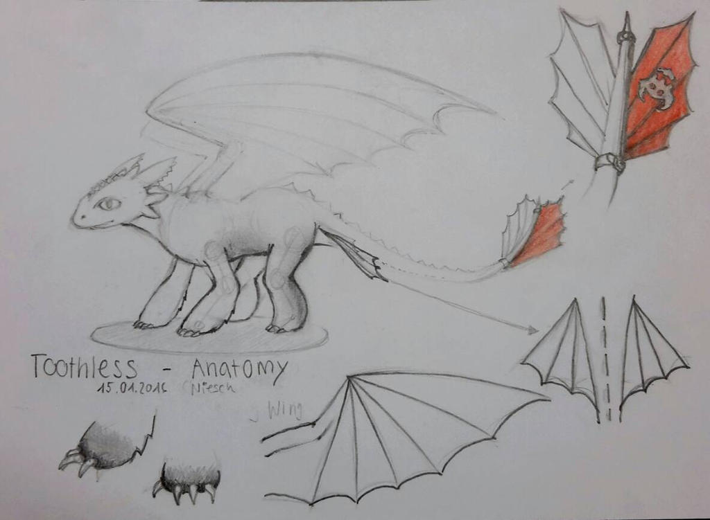 Toothless Anatomy by Ni3sch on DeviantArt