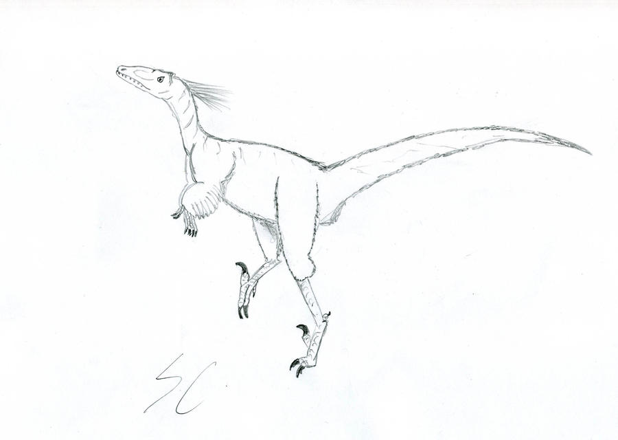 Pouncing Raptor Drawing Raptor by SiriusBlack91 on DeviantArt