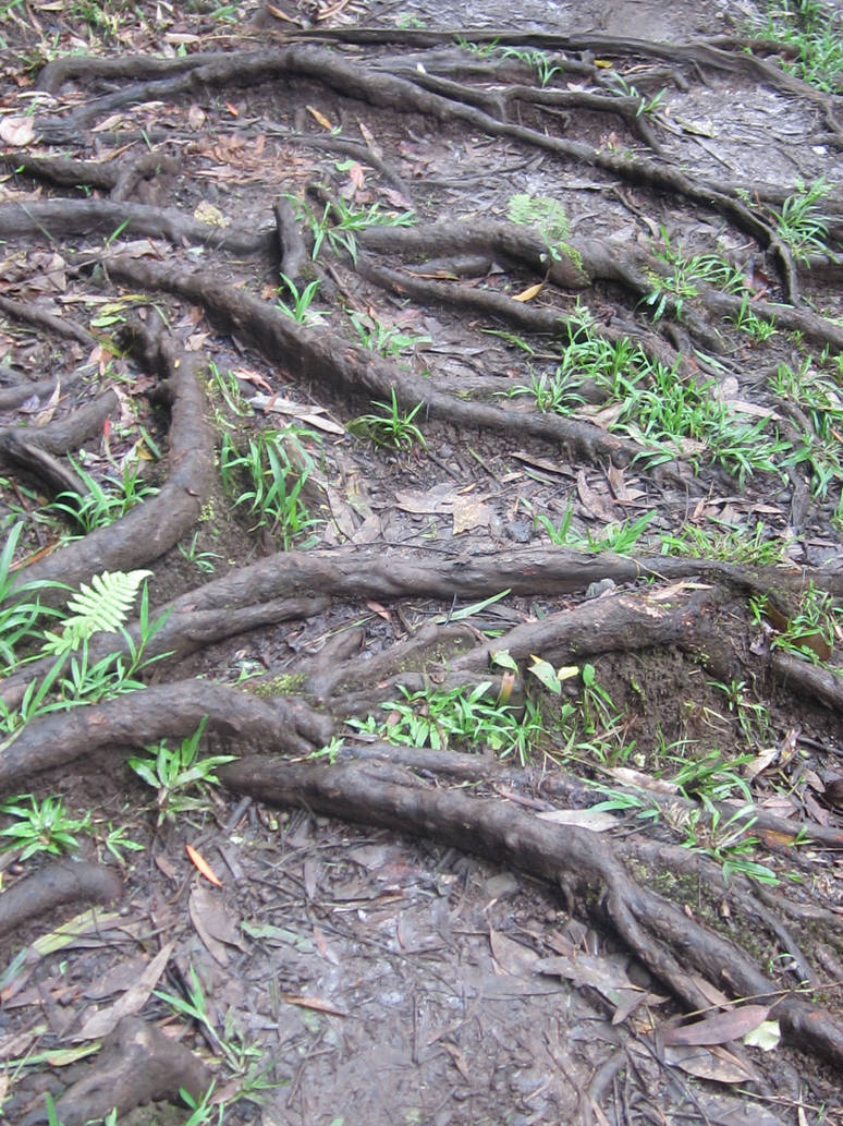 Tangly Roots Tangled Roots by Juicythepear on DeviantArt