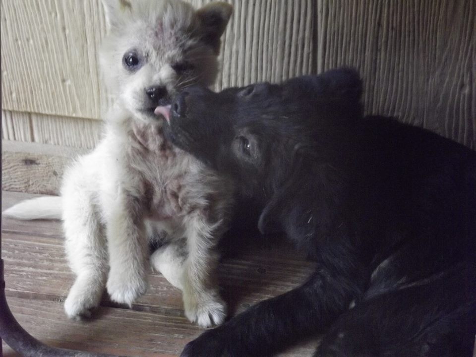 Puppies kissing