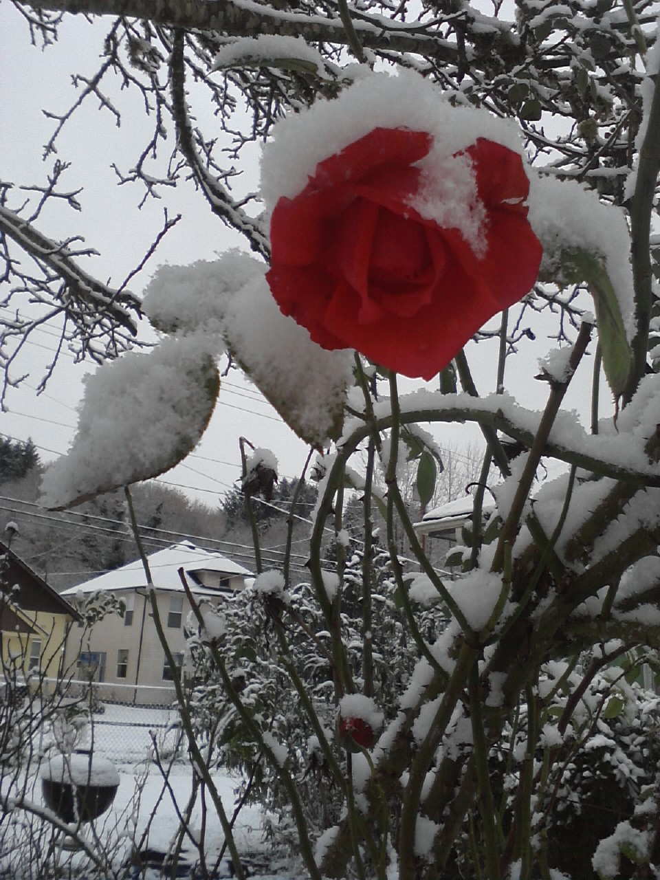 Winter Rose