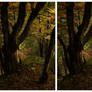3D.forest - crossview