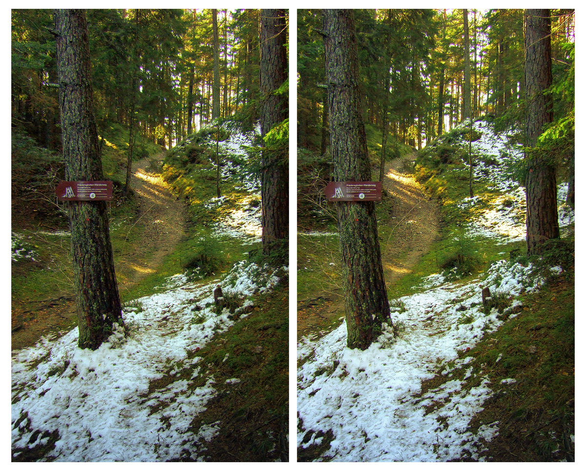 3D.forestpath - crossview