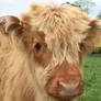 Baby Highland Cow