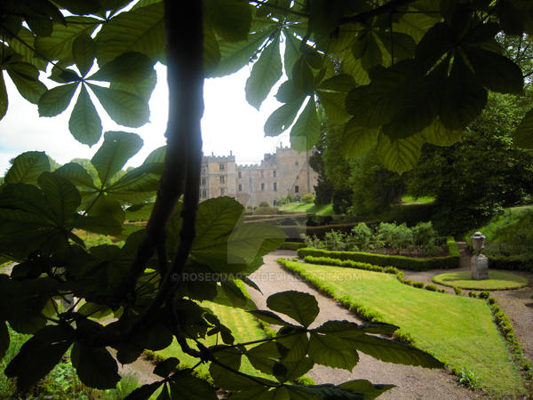 View Through the Trees