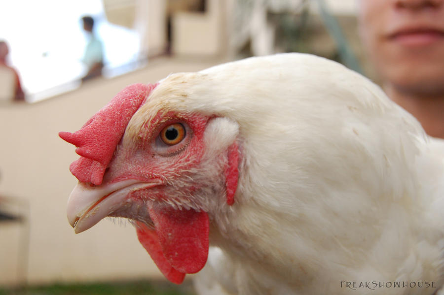 Freaking Chicken Chicken by FreakShowHouse on DeviantArt