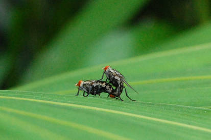 Mating Flies