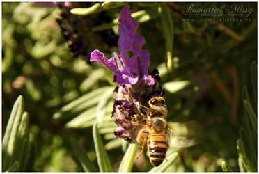 Bee landing