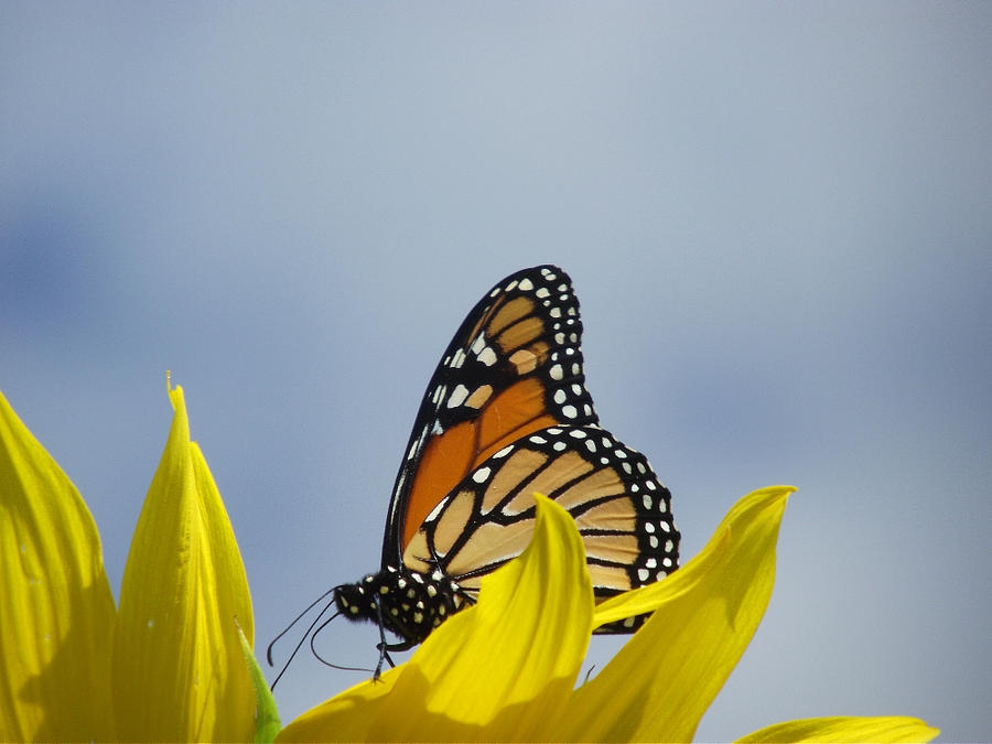 butterfly chased...