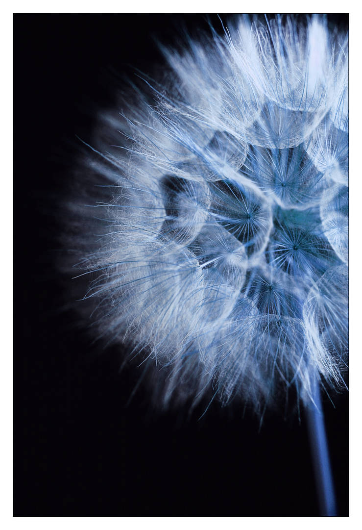 Blue Dandelion by cblue on DeviantArt