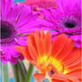 Gerberas