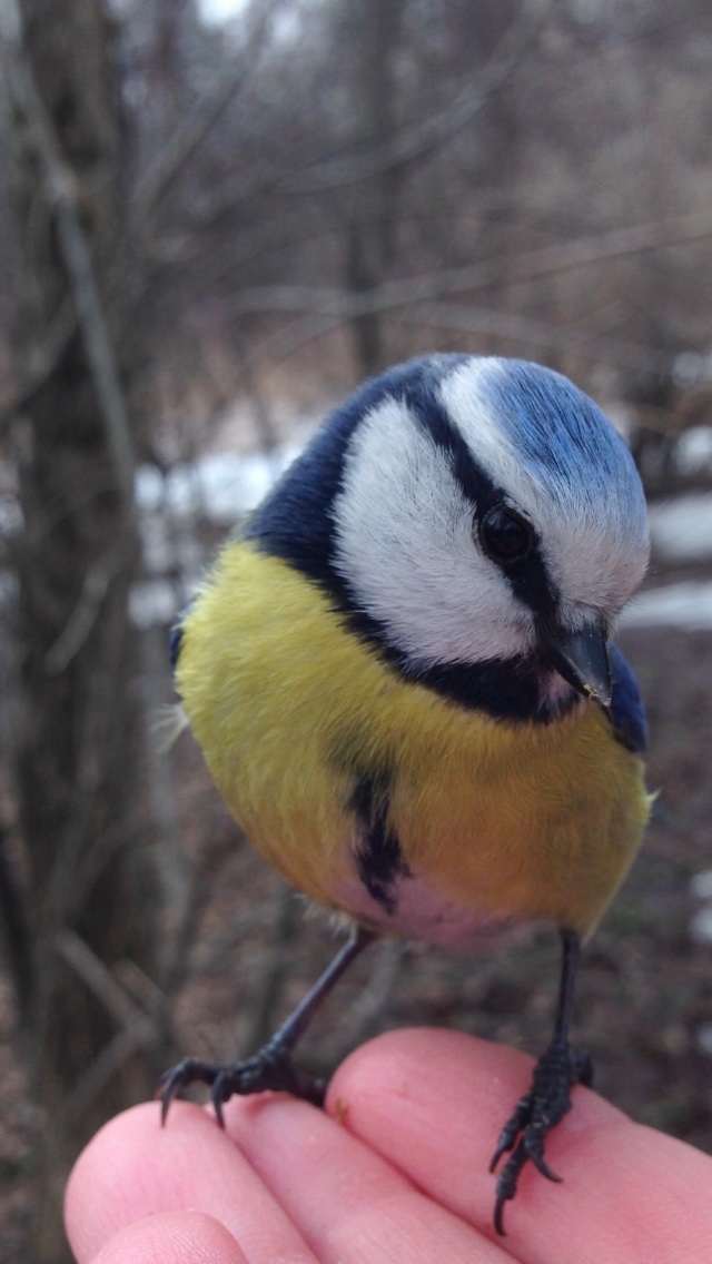 Blue tit 3