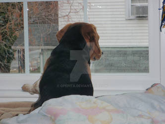 Window Watching Beagle