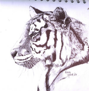 Tiger, Ink drawing