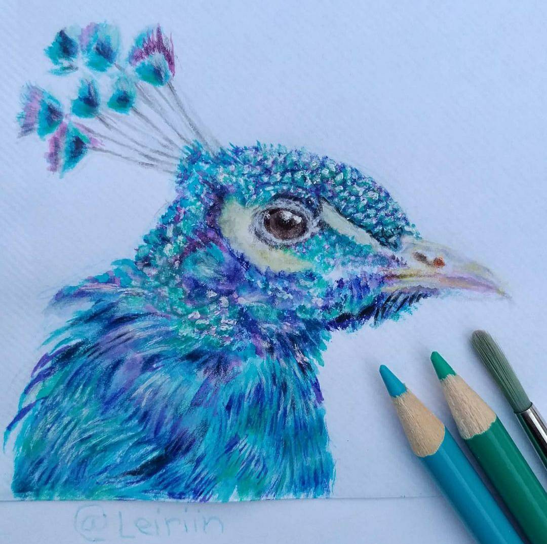 Mixed Media Peacock (watercolor, colored pencil) by leiriin on DeviantArt