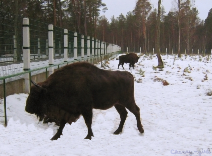 Belovezhskaya Pushcha (Forest). Bison.