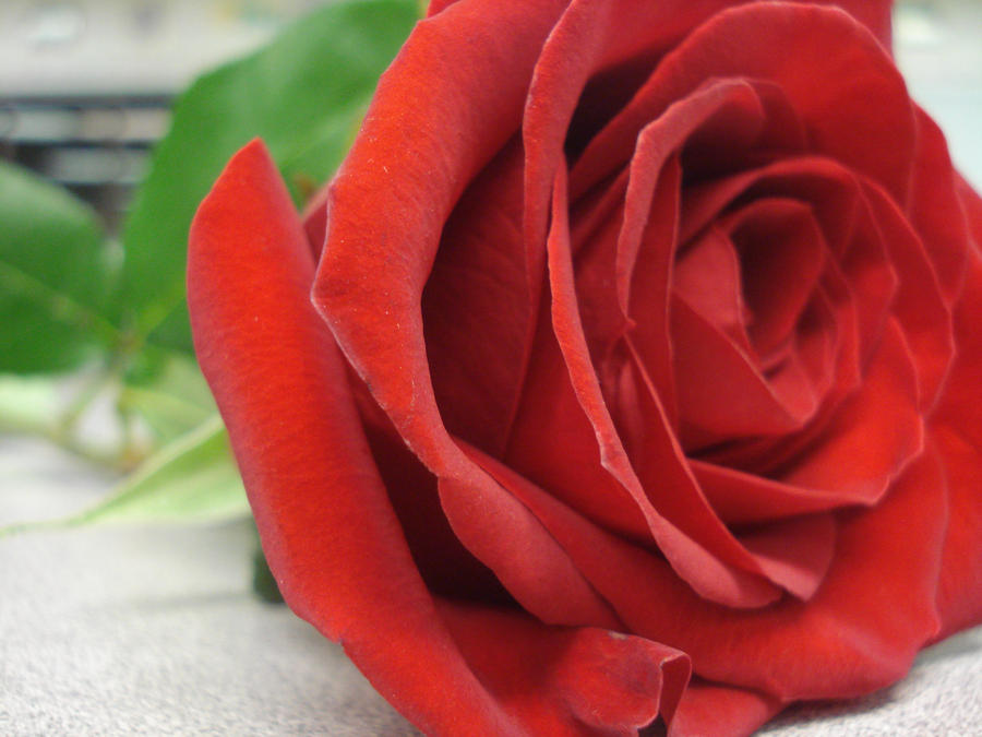 Perfect Rose by snackshackgirly on DeviantArt