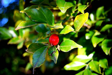 Berry like Object