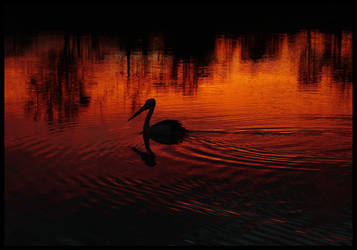 Lone Pelican on Sunset