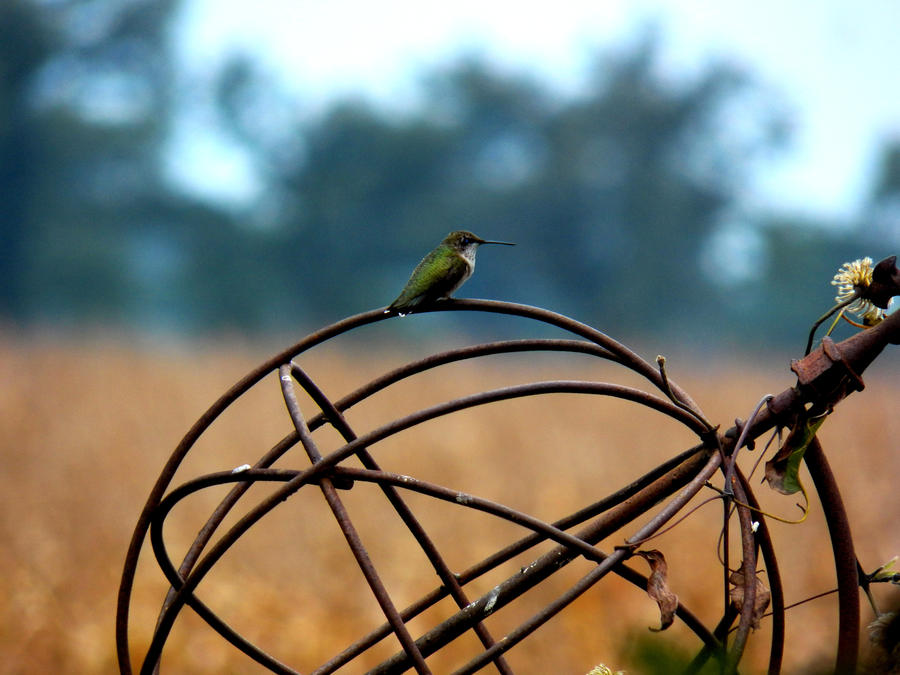 Humming bird