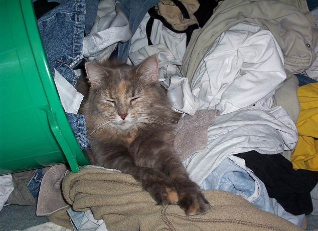 Queen of the Laundry