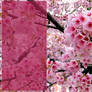 Cherry blossoms, pink