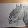 Horse portrait