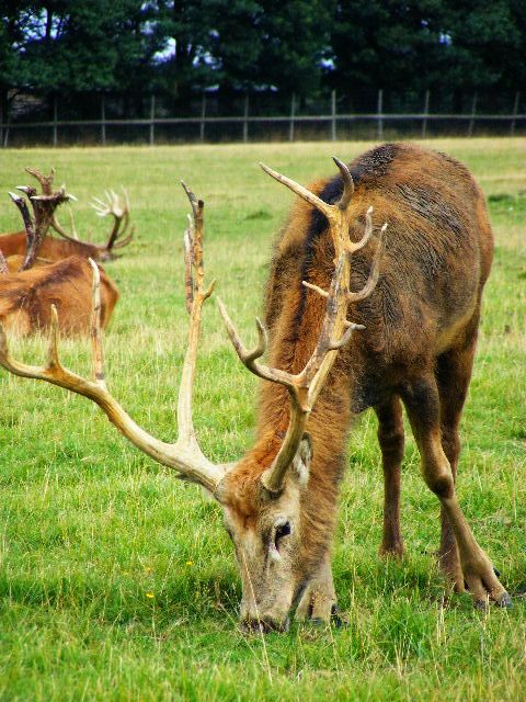 Grazing