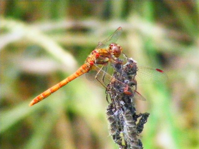 Sympetrum-striolatum