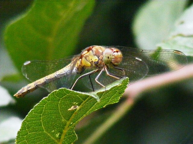 Common Darter