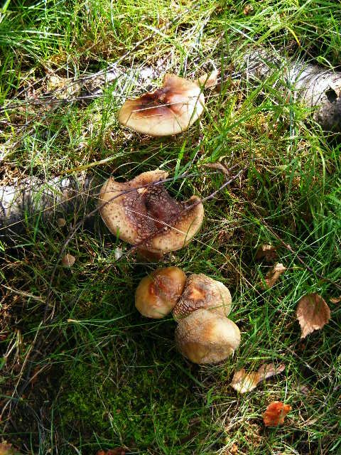 Birch Agaric