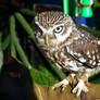 Athene noctua