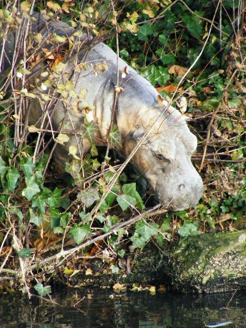 Bedford Wildlife