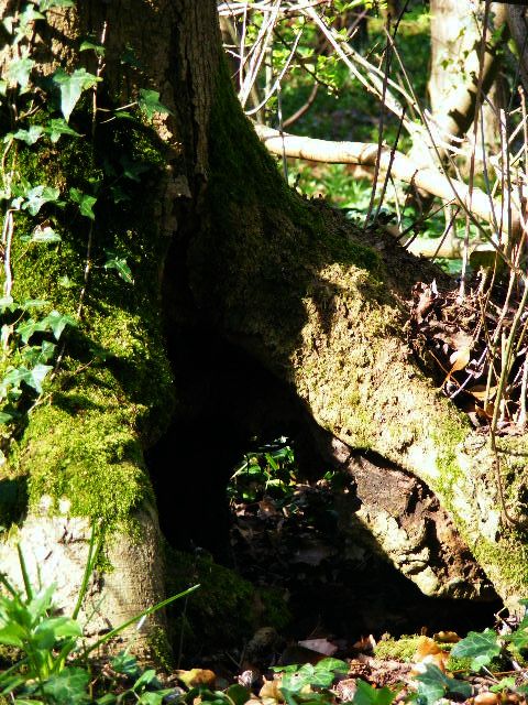 Faerie-Arch