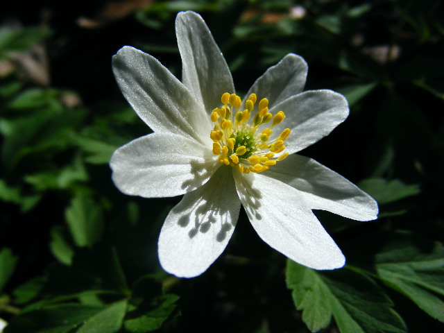 The flowers of the forest