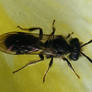 Chalcid wasp?