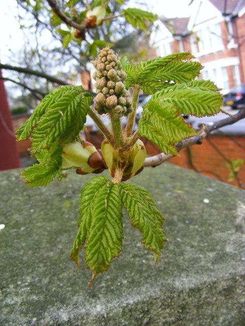 Horse chestnut sprite