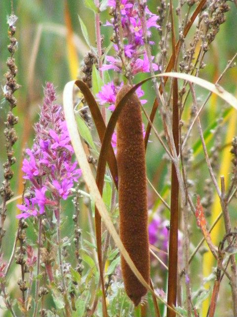 small reed mace