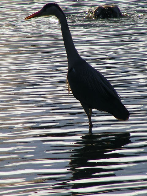 An afternoon's fishing