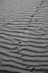 Bobcat Tracks