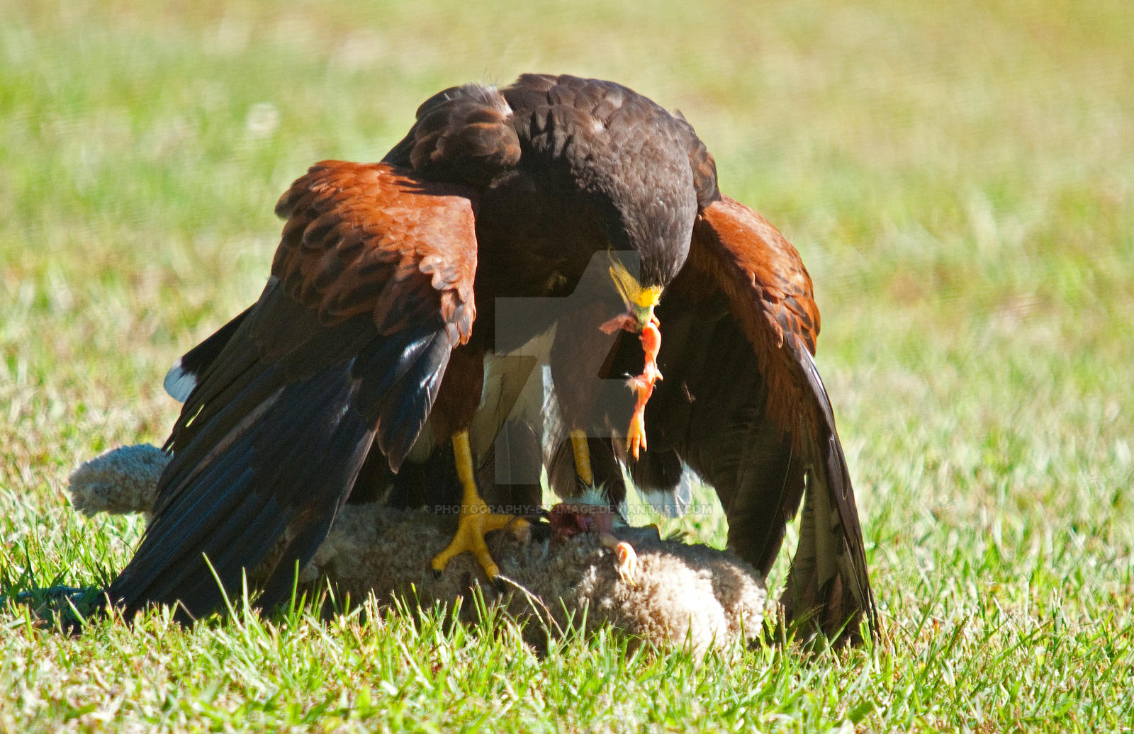 Hawk Feeding by Photography-by-Image on DeviantArt