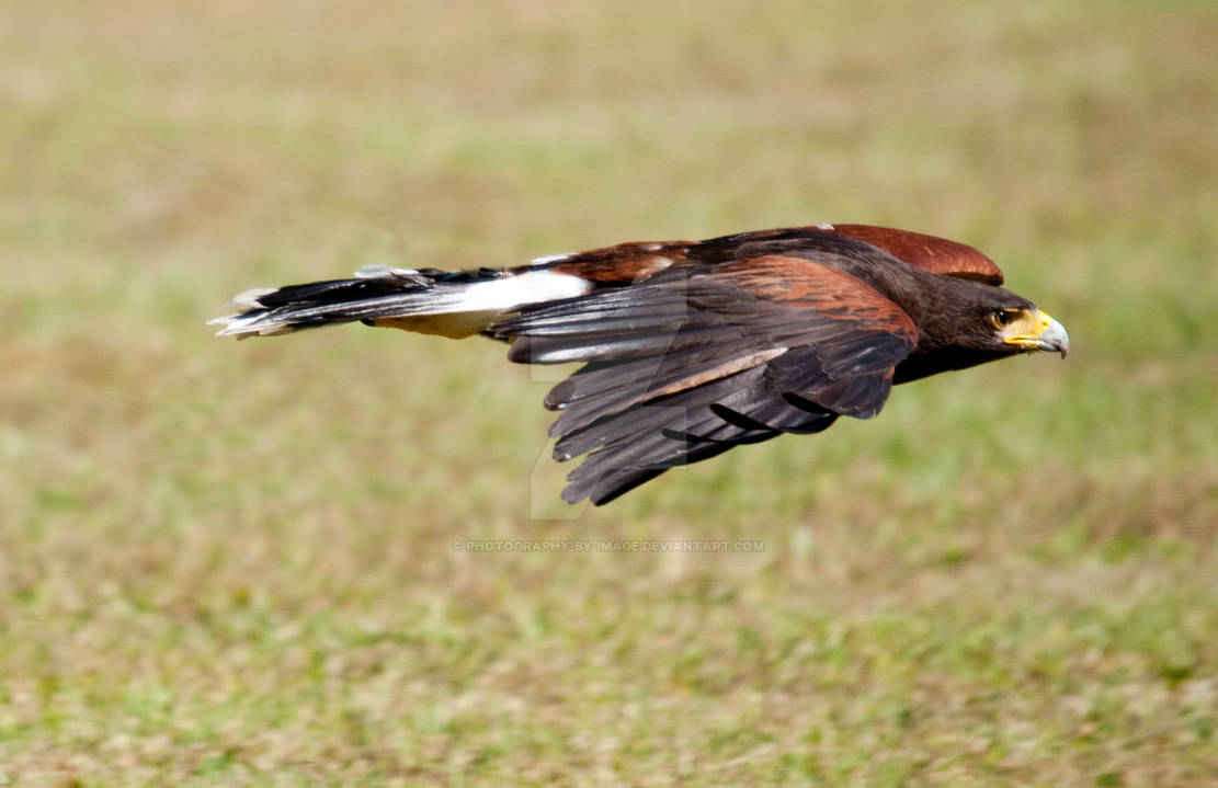 Hawk In Flight by Photography-by-Image on DeviantArt