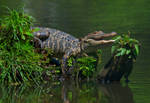 Alligator Tropical Vacation by Photography-by-Image