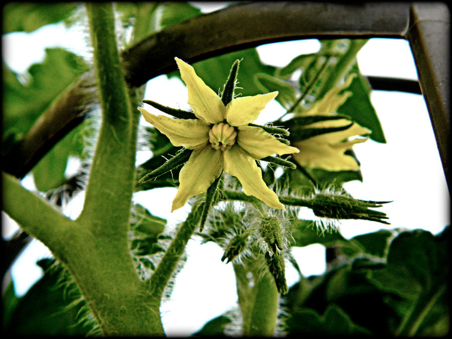 Tomato Blossom