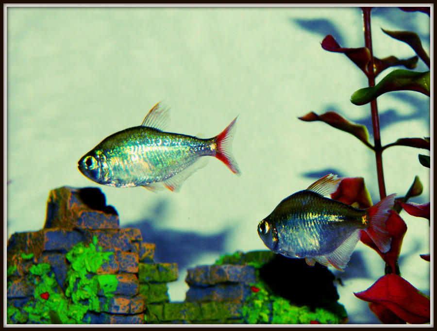 Blue and Red Tetra