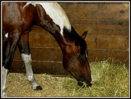 Hay Is For Horses